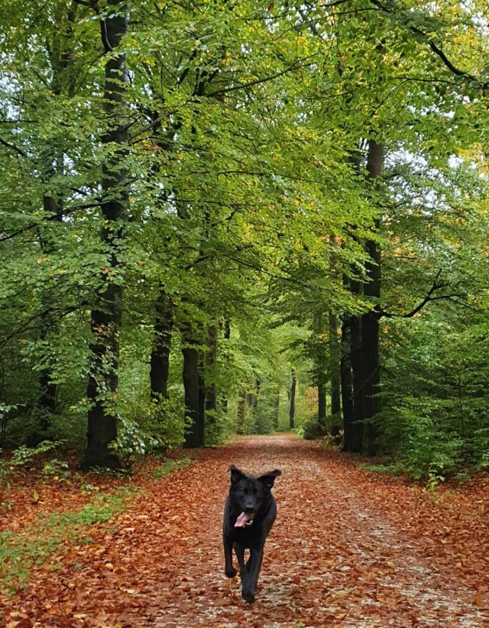 Luxe Vakantiebungalow Met Omheinde Tuin Voor Hond En Kinderen Dirkshorn Dış mekan fotoğraf