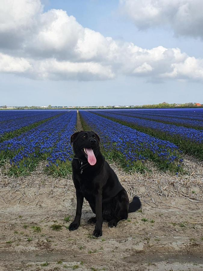 Luxe Vakantiebungalow Met Omheinde Tuin Voor Hond En Kinderen Dirkshorn Dış mekan fotoğraf